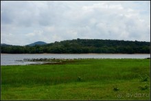 "Минерия " -  рай  для  слонов.