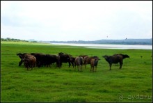 "Минерия " -  рай  для  слонов.
