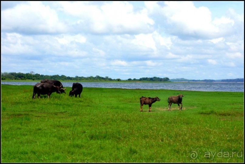 "Минерия " -  рай  для  слонов.