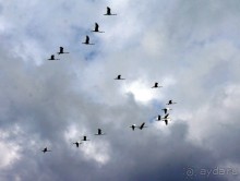 "Минерия " -  рай  для  слонов.