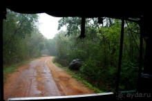 "Минерия " -  рай  для  слонов.