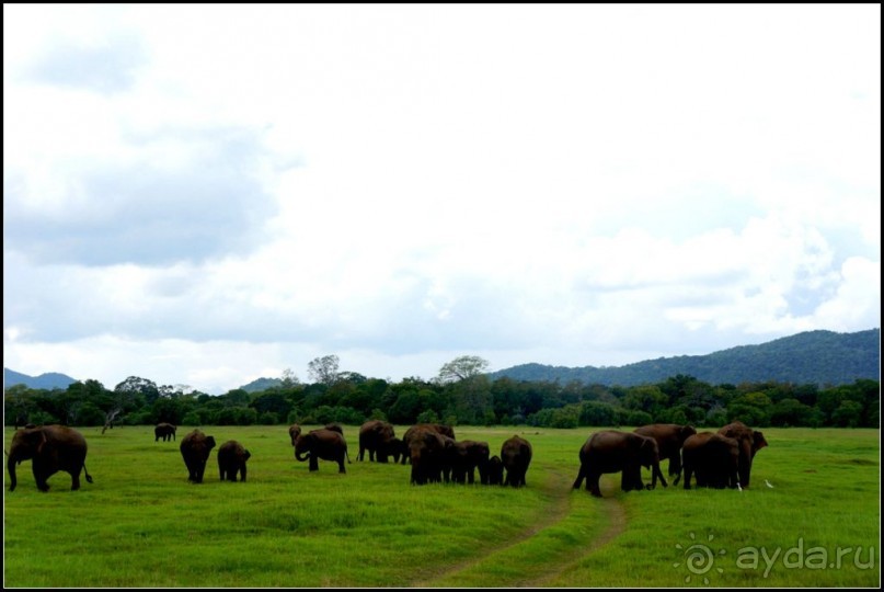 "Минерия " -  рай  для  слонов.