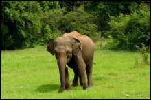 "Минерия " -  рай  для  слонов.