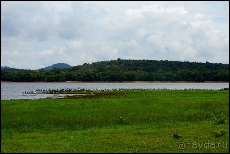"Минерия " -  рай  для  слонов.