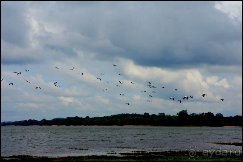 "Минерия " -  рай  для  слонов.