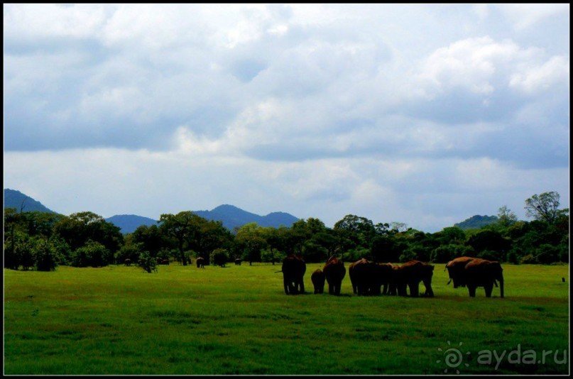 "Минерия " -  рай  для  слонов.