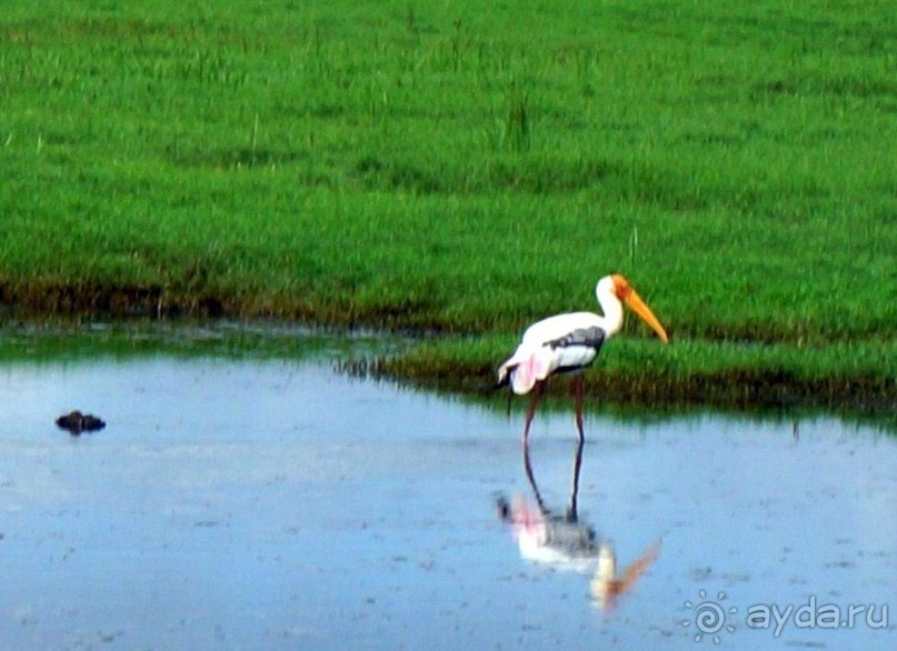 "Минерия " -  рай  для  слонов.