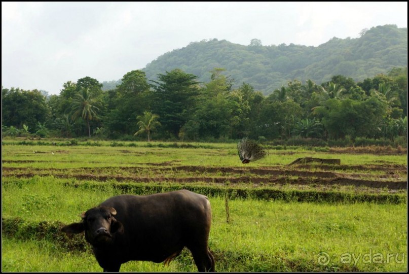 Загадка  скалы  с  Буддами.