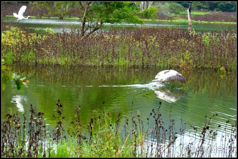 Загадка  скалы  с  Буддами.