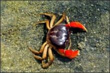 Остров   Ниас.  Пляж  Сорак. Для  любителей  серфинга.