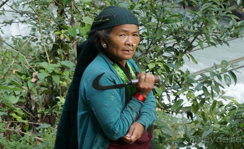 Встречи    на   Непальской    тропе...