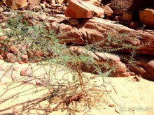 Эти   гробницы   расположены   сразу   за   поворотом.  Ученые   считают,  что  это  гробницы   простых   людей.  К  сожалению   дальше   не  снимала.  отказала   "мыльница".