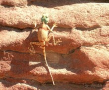 Сафари   по   Синайской   пустыне.  Цветной   каньон.