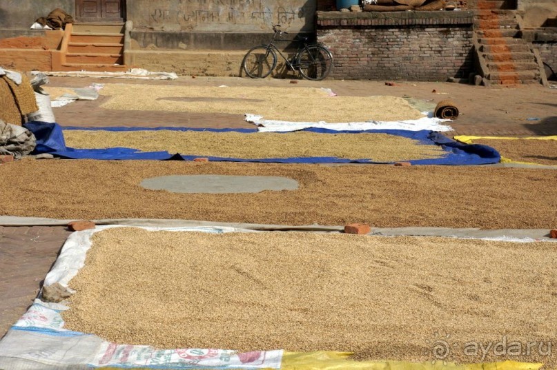 Мы  такого  не  видали  никогда.