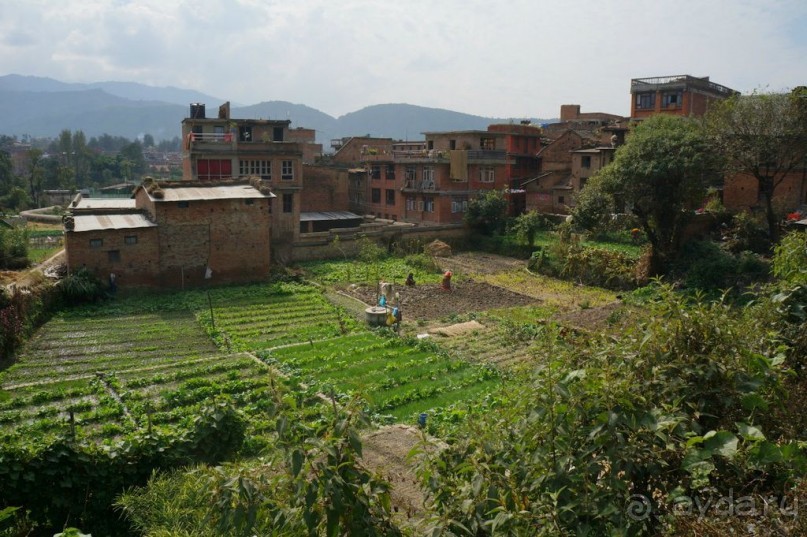 Мы  такого  не  видали  никогда.