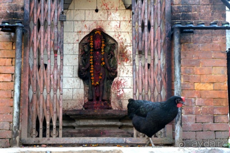 Мы  такого  не  видали  никогда.