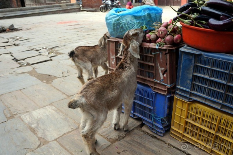 Мы  такого  не  видали  никогда.
