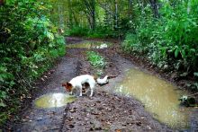 Вулканы бывают разные.