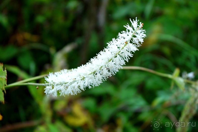 Вулканы бывают разные.