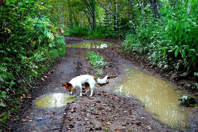 Вулканы бывают разные.