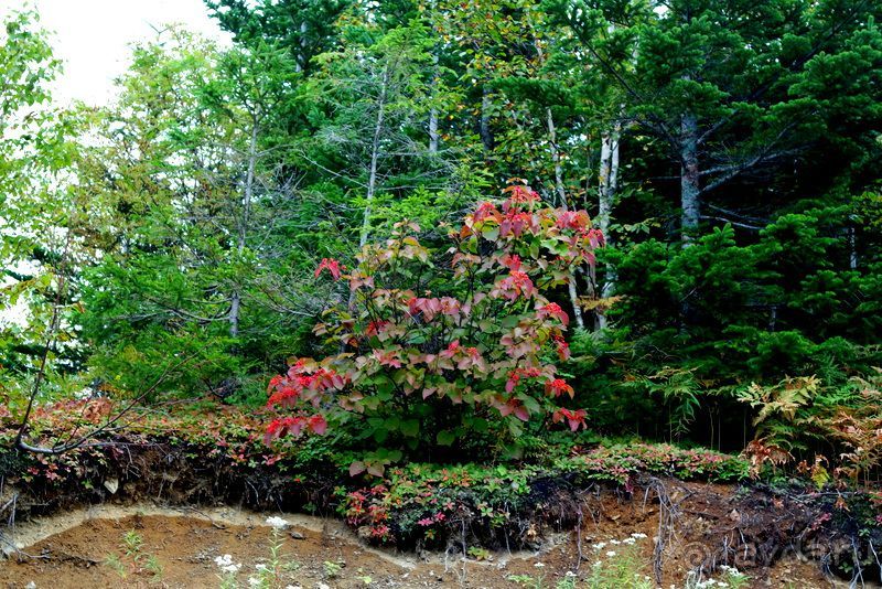 Вулканы бывают разные.