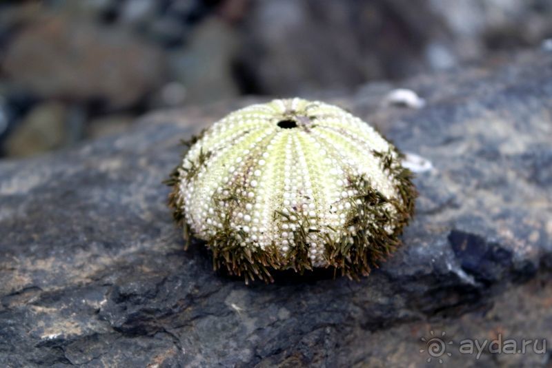 Встреча Берега и Волны. Мыс Евстафия.