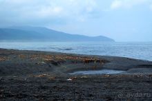 Сахалин. От мыса Птичьего до мыса Великан.