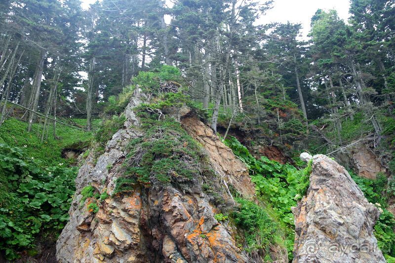 Сахалин. От мыса Птичьего до мыса Великан.