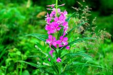 Сахалин. От мыса Птичьего до мыса Великан.