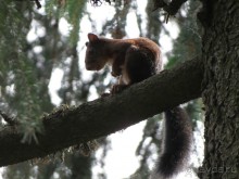 Горы. Сосны. Белки. И минус семь килограммов!