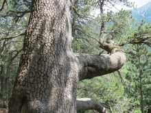 Альбом отзыва "Горы. Сосны. Белки. И минус семь килограммов!"