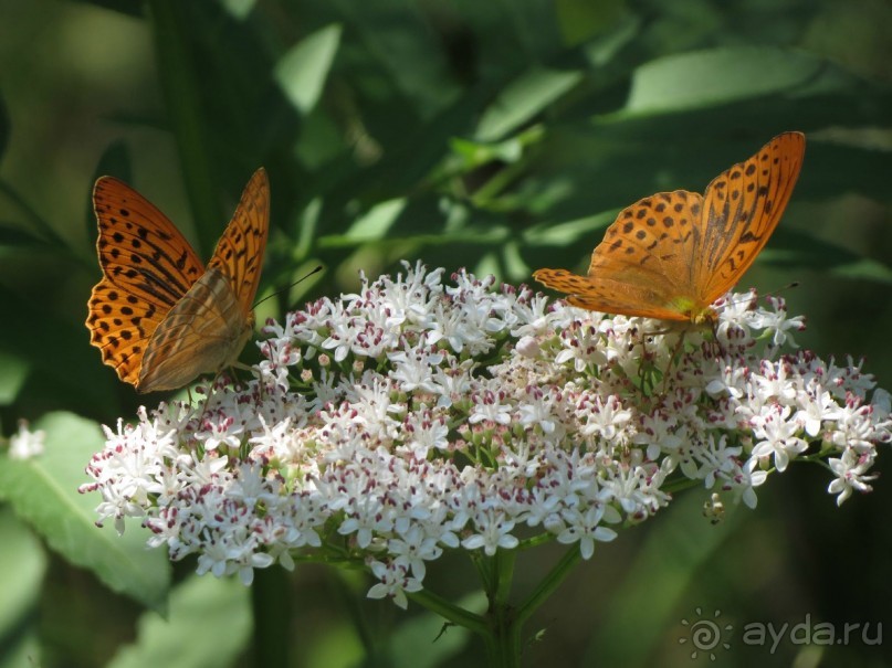 Горы. Сосны. Белки. И минус семь килограммов!