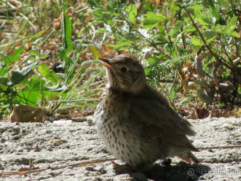 Горы. Сосны. Белки. И минус семь килограммов!