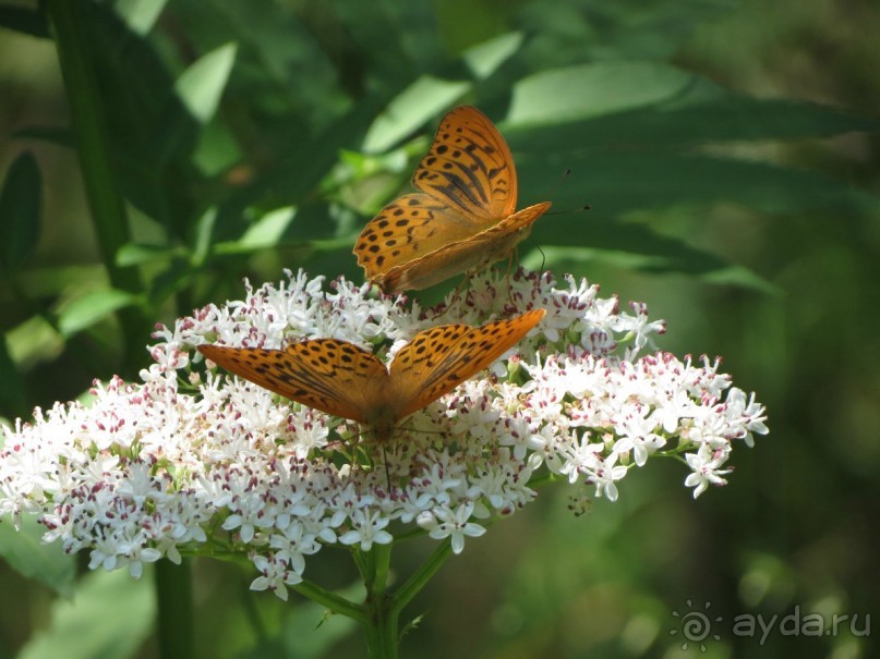 Горы. Сосны. Белки. И минус семь килограммов!