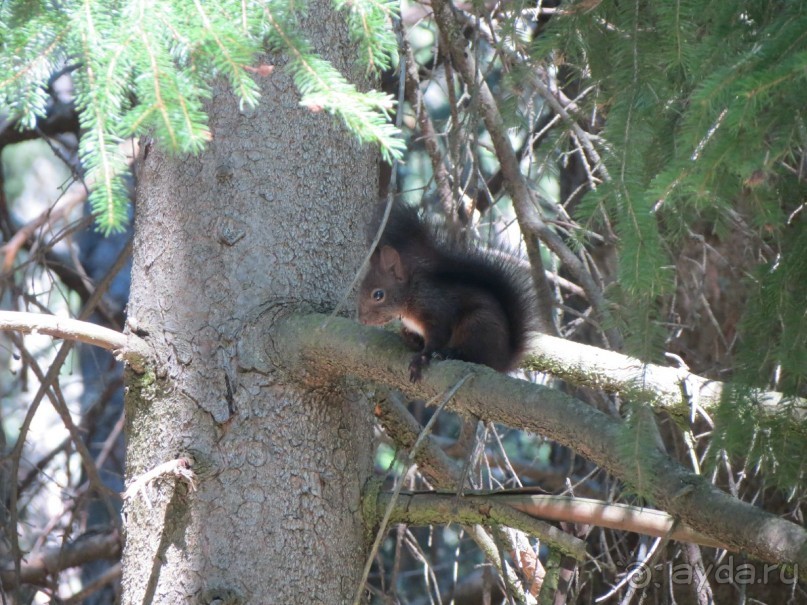 Горы. Сосны. Белки. И минус семь килограммов!