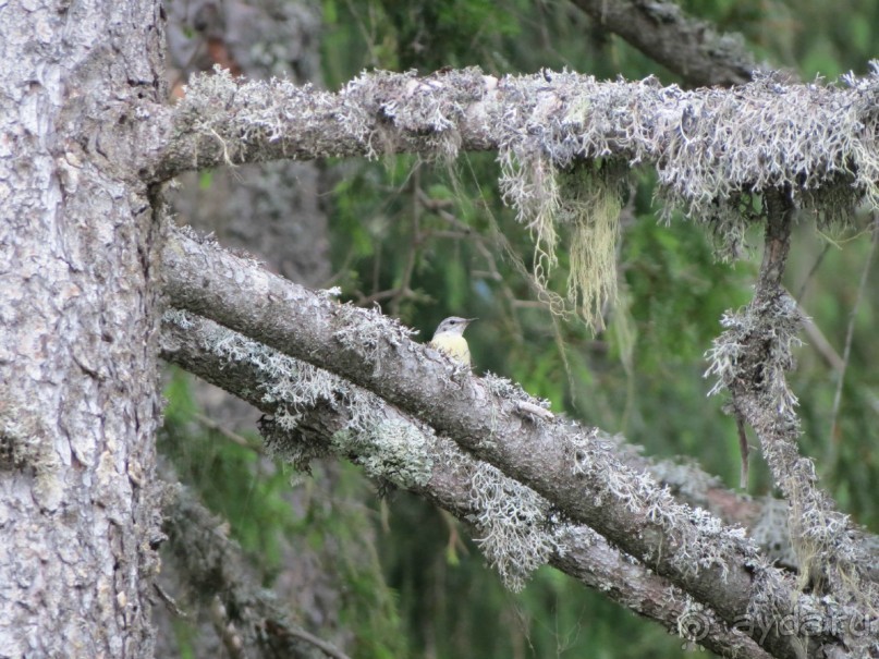Горы. Сосны. Белки. И минус семь килограммов!