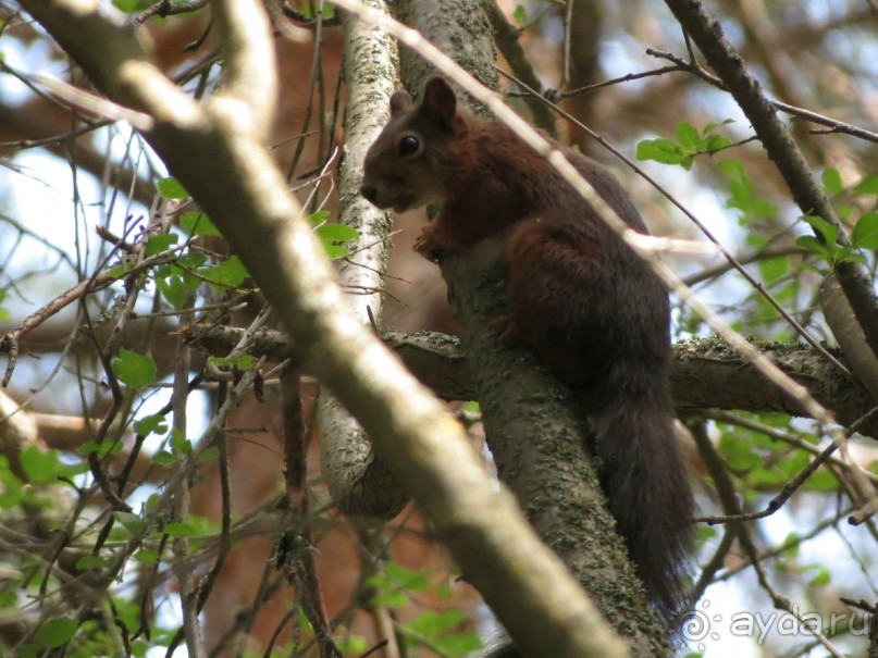 Горы. Сосны. Белки. И минус семь килограммов!