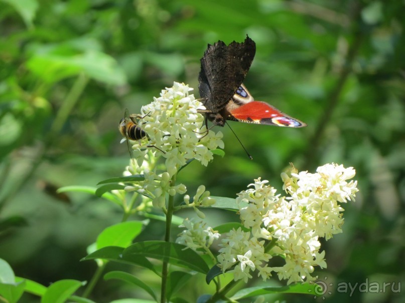 Горы. Сосны. Белки. И минус семь килограммов!