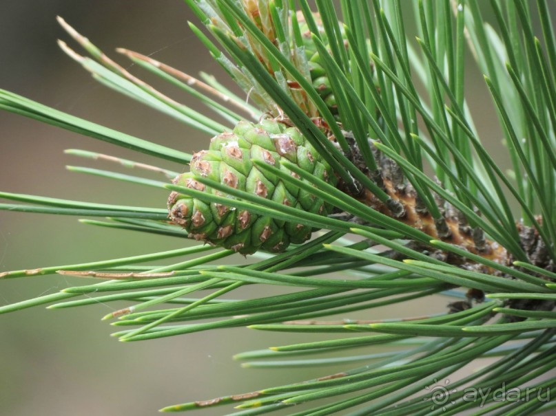 Горы. Сосны. Белки. И минус семь килограммов!