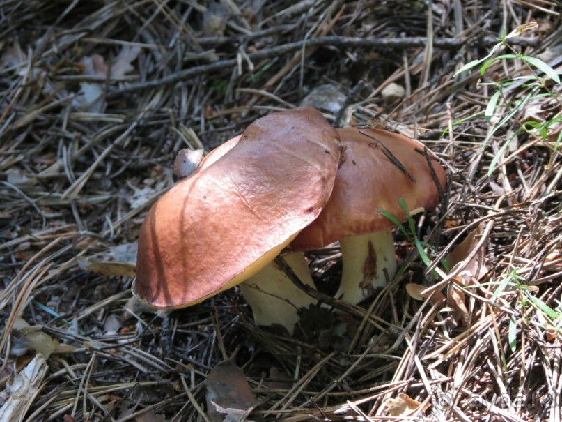 Горы. Сосны. Белки. И минус семь килограммов!