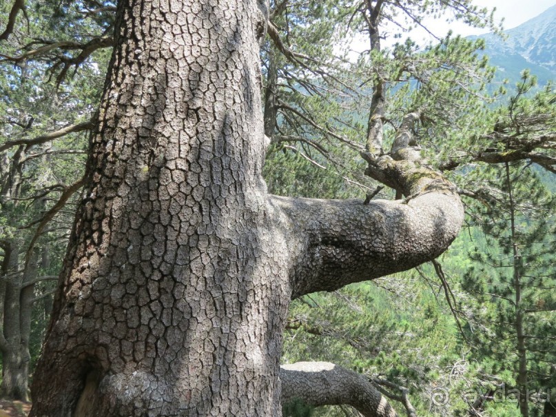 Горы. Сосны. Белки. И минус семь килограммов!
