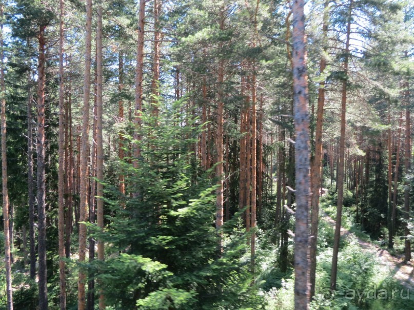 Горы. Сосны. Белки. И минус семь килограммов!