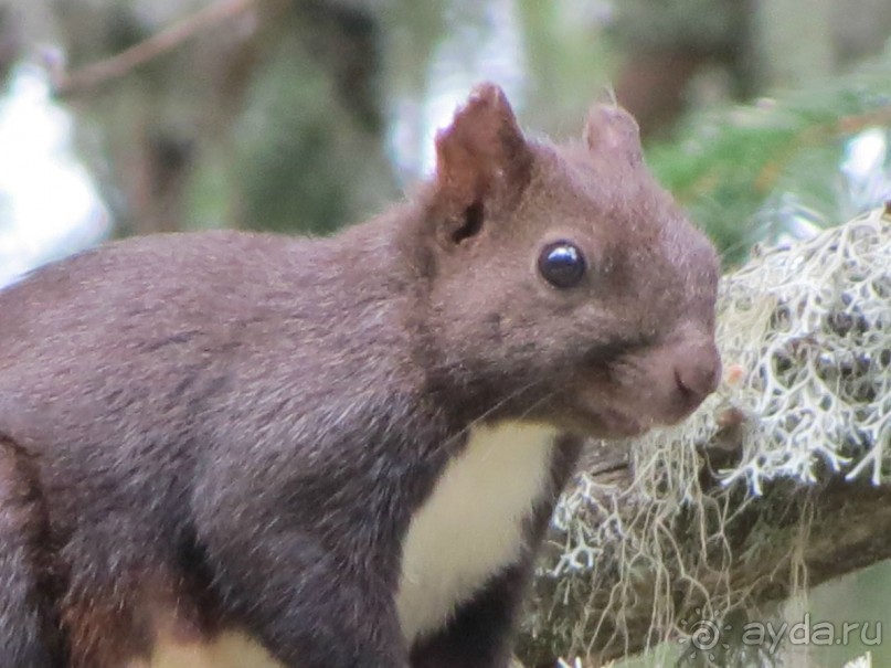 Горы. Сосны. Белки. И минус семь килограммов!