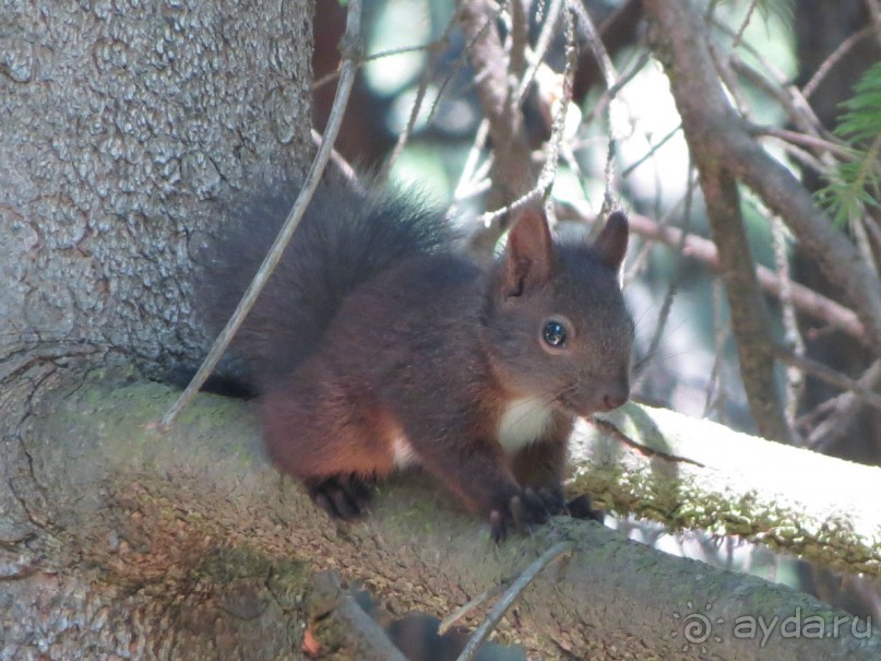 Горы. Сосны. Белки. И минус семь килограммов!