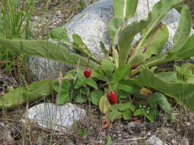 Горы. Сосны. Белки. И минус семь килограммов!