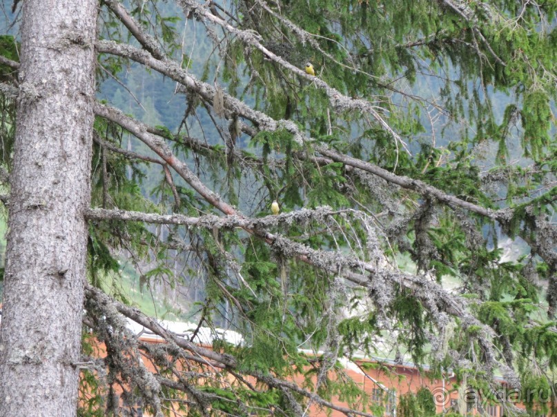 Горы. Сосны. Белки. И минус семь килограммов!