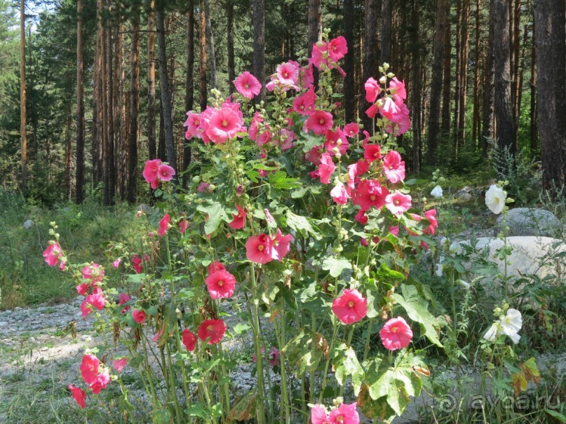 Горы. Сосны. Белки. И минус семь килограммов!