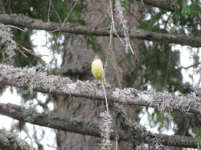 Горы. Сосны. Белки. И минус семь килограммов!