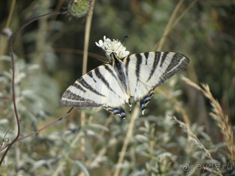 Горы. Сосны. Белки. И минус семь килограммов!
