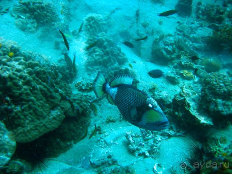 Альбом отзыва "Осторожно, тригеры!"